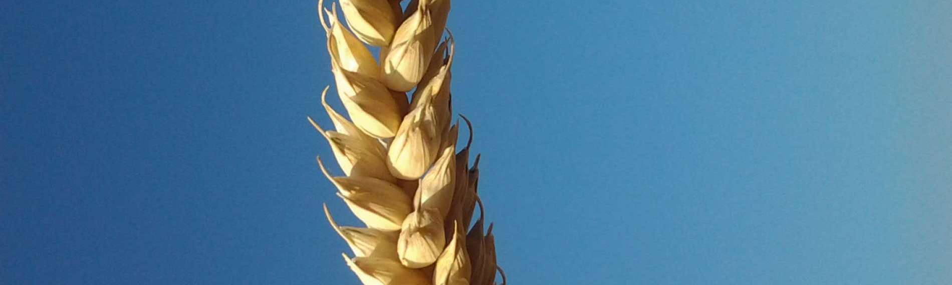 Cereali > Frumento tenero - Ascott